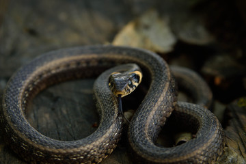 Natrix, Snake, Colubridae in the forest, close up.