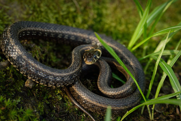 Natrix, Snake, Colubridae in the forest, close up.