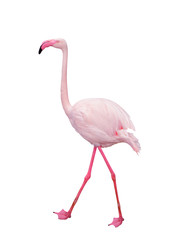 Flamingo bird isolate with clipping path on white background
