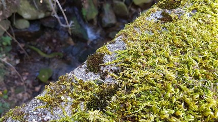 Moss on the edge of a rural road