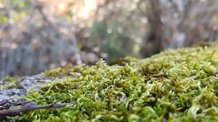 Moss on the edge of a rural road