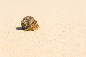 hermit crab shell on sandy beach