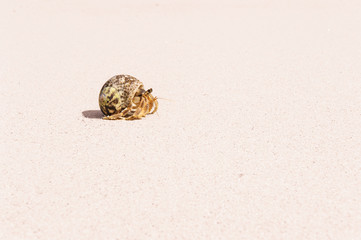hermit crab shell on sandy beach