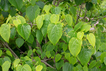 Idesia polycarpa Orangenkirsche