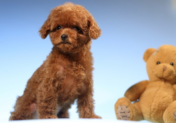 toy poodle  dog cute puppy 