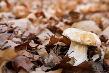 White mushrooms in the autumn forest on the background of yellow leaves