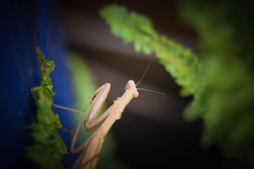 Grasshopper in nature with blurred background.