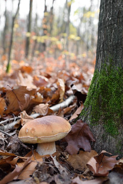 White mushrooms in the autumn forest on the background of yellow leaves