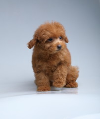 toy poodle  dog cute puppy 
