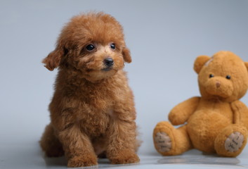 Fototapeta premium toy poodle dog cute puppy 