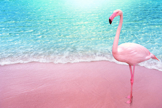 pink flamingo bird sandy beach and soft blue ocean wave summer concept background