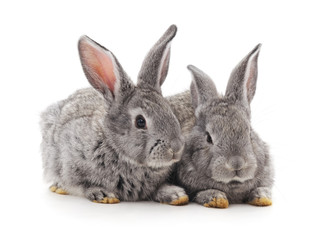 Fototapeta na wymiar Two small rabbits.