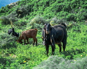 Flock of young goats grazing on a pasture in the mountains on a sunny summer day. Anglo Nubian breed of domestic goat