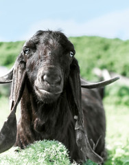 Portrait of a black goat looking at the camera. Anglo Nubian breed of domestic goat in the mountains