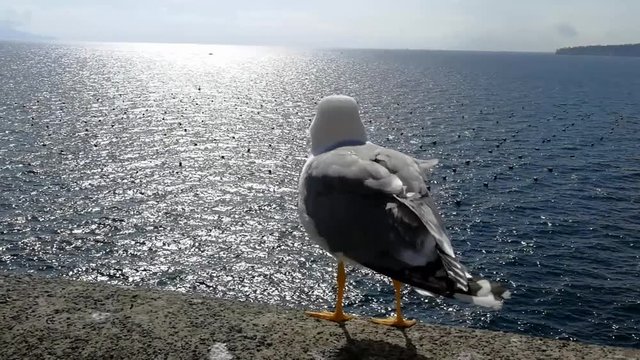 Naples, Campania, Italy - March 1, 2019: Seagulls at Castel dell'Ovo