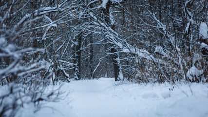 A path in the winter snow-covered forest. Winter landscape. The trail in the snow. Snow forest alley