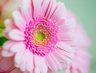 Pink gerbera closeup , beautiful pink flower with water drops on petals