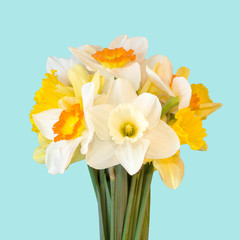 a bouquet of daffodils isolated on gentle blue background