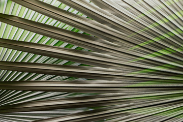 tropical Palm Leaves Pattern