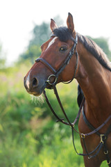 portrait of sportive horse on meadow