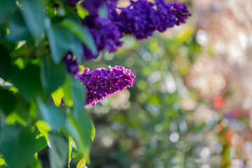 Blooming lilac branch in springtime. Violet or purple florets of lilac spring in garden. Blossoming syringa branch. Nature wallpaper background. Image does not focus.