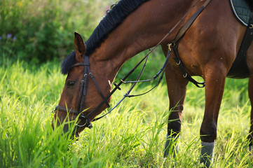 sportive horse in meadow