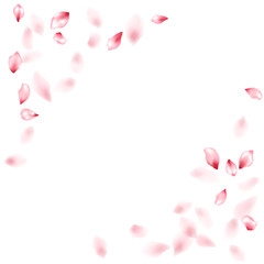 Pink sakura flower flying petals isolated on white vector background.