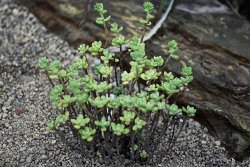 green desert plant on rocky ground