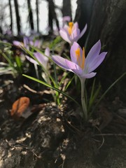 Krokusse im Halbschatten eines Baumes bei Sonnenschein