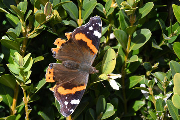 La bella farfalla Vanessa Atalanta .