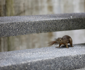 Eichhörnchen im Botanischen Garten in Singapur © Andrea Geiss