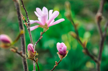 Obraz premium pink flower in the garden