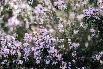 Fototapeta premium Springtime Blossom of pink flowers