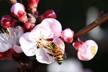 L'ape sul fiore di pesco