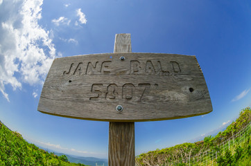 Jane Bald Sign
