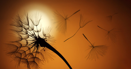 flying dandelion seeds on a sunset background
