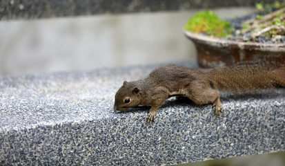 Eichhörnchen im Botanischen Garten in Singapur © Andrea Geiss