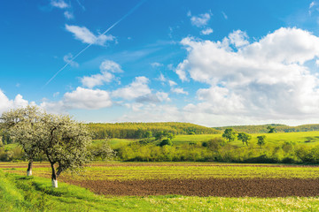 rural fields in spring. beautiful countryside. blossoming trees. wonderful landscape with grassy rolling hill in the distance. bright sunny weather with fleecy clouds on the blue sky