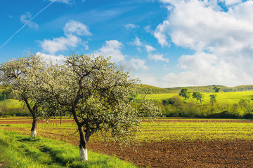 Fototapeta premium blossoming trees near the agricultural field. wonderful countryside landscape in springtime. grassy rolling hill in the distance. bright sunny weather with fluffy clouds on the blue sky