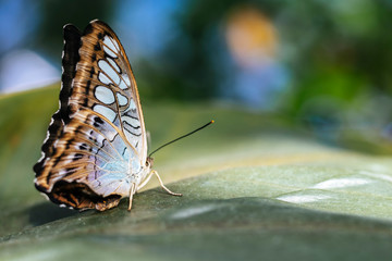 Butterfly Sitting on Leaf Isolated