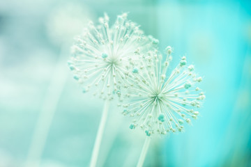 Two round spiky flowers seed head on a green background - obrazy, fototapety, plakaty