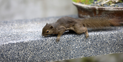 Eichhörnchen im Botanischen Garten in Singapur © Andrea Geiss