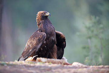 Golden Eagle with hunted fox