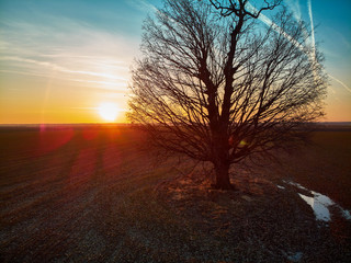 Big oak tree at sunset
