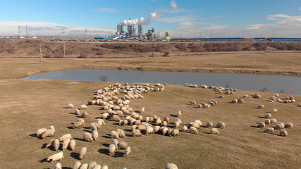 Flock of sheep and industry