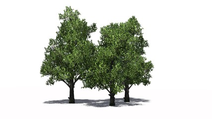 several different Sugar Maple trees with shadow on the floor - separated on white background