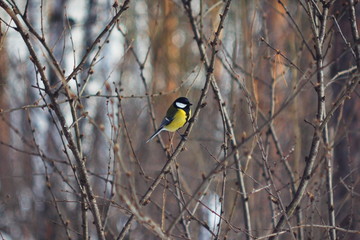 Little tit on a branch in the winter-spring pine forest.