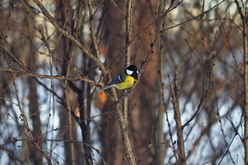Little tit on a branch in the winter-spring pine forest.