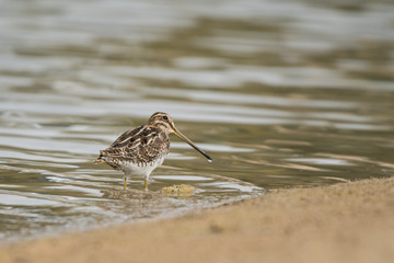 Common snipe / Gallinago gallinago