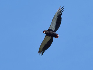 Bateleur (Terathopius ecaudatus)